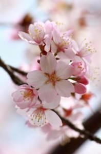 Heart's Delight